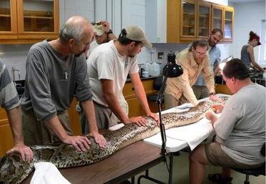 新闻爆料巨蟒,神秘生物引发广泛关注 第2张 新闻爆料巨蟒,神秘生物引发广泛关注 第2张